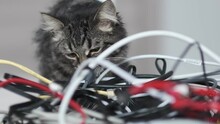 Striped Funny Cat Sits Among A Pile Of Wires. Cute Cat Is Trying To Unravel From Computer Cables.