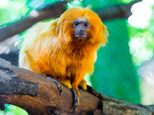 Golden Lion Tamarin, The Rare And Endangered Small Monkey