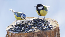  Little Birds Feeding On A Bird Feeder With Sunflower Seeds. Blue Tit And Great Tit