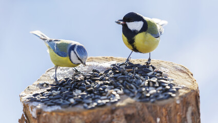  Little birds feeding on a bird feeder with sunflower seeds. Blue tit and Great tit