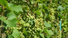 An Unripe Bunch Of Grapes Growing On A Vine In A Farm. Green Young Grape Sprout. Ripe Grapes. Newly Formed Bunches. Viticulture. Close-up