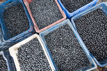 Wall Mural - Organic olives. Black olive. olive harvest season, green fresh olives ready for olive oil extraction, closeup to tools used as well traditional organic cultivation
