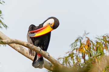 Sticker - The toco toucan (Ramphastos toco), also known as the common toucan or giant toucan, searching for food in the North part of the Pantanal in Brazil