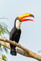 Wall Mural - The toco toucan (Ramphastos toco), also known as the common toucan or giant toucan, searching for food in the North part of the Pantanal in Brazil