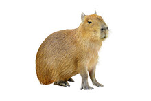 Capybara Sitting Isolated On Transparent Background.