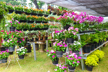 A Flower Shop That Sells Various Kinds Of Flowers, One Of Which Is Pink Vinca Flower Plant Or Madagascar Periwinkle