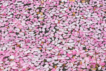 Ein Teppich aus rosa Blütenblättern schwimmt auf dem Wasser eines Gartenteiches.