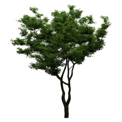 Wall Mural - generic plant tree png in 4k resolution for compositing and background. with transparency alpha chan