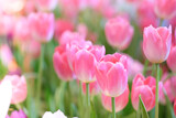 Fototapeta  - The beautiful tulip flowers in the garden using as the nature background and spring season wallpaper concept.