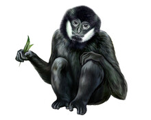 Black Crested, White-cheeked Gibbon, Nomascus Concolor
