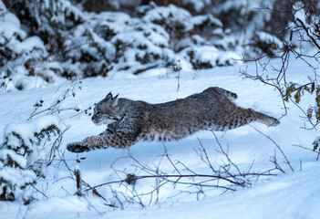 Wall Mural - Bobcat kitten