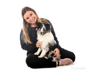 Wall Mural - Shetland Sheepdog and woman