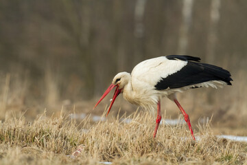 Wall Mural - Bird White Stork Ciconia ciconia hunting time summer in Poland Europe