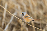 Fototapeta Zwierzęta - Bird Bearded Reedling Panurus biarmicus Poland Europe, a bird living in reeds on the edges of rivers, ponds, lakes