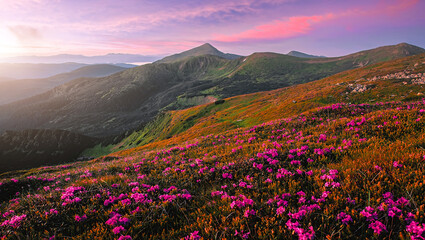 Poster - Wonderful morning alpine scenery. Stunning spring landscape. Vivid atmospheric nature scenery. Nice mountains and rhododendron flowers under sunlight. Beautiful nature background. Picture of wild area