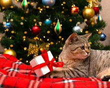 Christmas Cat. Beautiful Small Scottish Straight Kitten On Red Blanket With Gift On Christmas Tree Background .