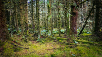 Fototapeta breen oak wood, an ancient irish forest