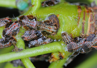 Poster - Psyllidae, the jumping plant lice or psyllids, are a family of small plant-feeding insects that tend to be very host-specific. Larvae, nymphs on pear tree shoot.