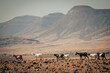 Eine Herde Ziegen, die zu einem Himba-Drf gehören, wandert in einer Reihe über die Ebene im Kaokoveld, Namibia