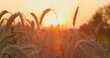 Wheat field, ears of wheat swaying in slow motion, gentle wind, close-up. Healthy ripe spikelets at summer evening. Fertile soil, harvest festival, crop yield. Agriculture industry. Sunset soft light.