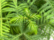 © irairopa - Evergreen coniferous plant Araucaria (lat. Araucaria)