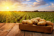 potatoes in crate on table with green field on sunset