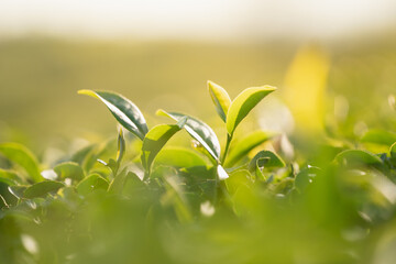 Green tea leaf plantation organic farm in morning, blurred background. Fresh green tea leaves. Green tea plantations in morning sunrise. Freshness organic tea garden for wallpaper background.