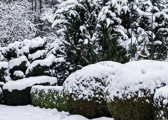 Wall Mural - Winter garden with decorative shrubs and shaped yew and boxwoods, Buxus, covered with snow. Gardening concept.