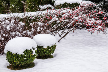 Wall Mural - Winter garden with decorative shrubs and shaped yew and boxwoods, Buxus, covered with snow. Gardening concept.