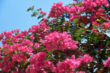 Bouquet Of Beautiful Pink Bougainvillea Flowers In Garden. In West Bengal, It Is Known As 'kagoj Phool'.