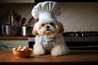 Pomeranian shih tzu dog puppy in chefs hat sits at the kitchen table