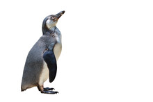 Penguin Isolated On Transparent Background Png File