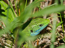 Close-up Photo Of A European Green Lizard (Lacerta Viridis) In The Grass Near Mreznica River, Croatia