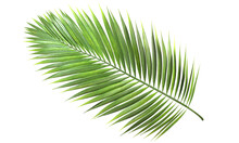 Clear Tropics Green Palm Foliage Cut Out Transparent Background 3d Rendering