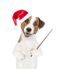 Poster - Jack russell terrier puppy wearing santa hat points away on empty space. isolated on white background