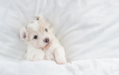 Cozy tiny Bichon Frise puppy lying under  white blanket on a bed at home. Top down view. Empty space for text