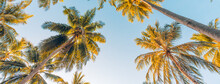 Summer Vacation Banner. Romantic Vibes Of Tropical Palm Tree Sunlight On Sky Background. Outdoor Sunset Exotic Foliage Closeup Nature Landscape. Coconut Palm Trees Shining Sun Over Bright Sky Panorama