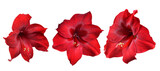 Red Amaryllis flower isolated on transparent background, PNG.