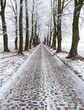 Leinwandbild Motiv Frost on the trees. Alley of trees in winter. Cobbled road. Tall trees covered with white frost. The weather before Christmas.