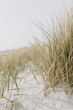 © Floral Deco - Dried grass stems on beach with white sand. Neutral beige colours nature landscape