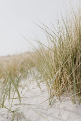 Dried grass stems on beach with white sand. Neutral beige colours nature landscape