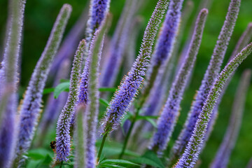 Poster - Blue blooming plant Veronica Longifolia