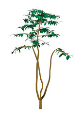 Poster - Polygonal tree model isolated on white background. 3D. Vector illustration.
