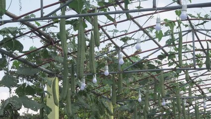 Wall Mural - green chinese okra Sponge gourd or silk squash growing in organic vegetable farm field. Agriculture and farming