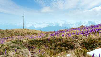 Wall Mural - Blossoming closed purple violet Crocus heuffelianus (Crocus vernus) flowers on spring early morning Carpathian mountain valley, Ukraine, Europe. Beautiful conceptual spring or early summer landscape.