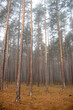 Fog in the morning in the forest 