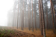 Fog in the morning in the forest 