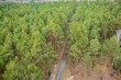 Forest seen from above on a cloudy day