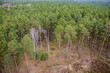 
Forest seen from above on a cloudy day