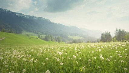 Wall Mural - field of spring dandelions in dolomites,south tyrol, italy